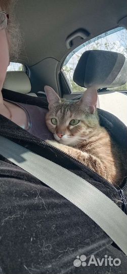 Кошка в дар