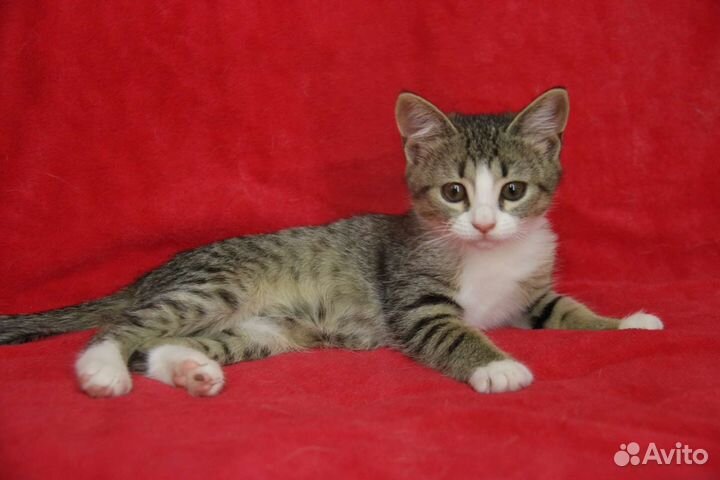 Котенок Алиса в добрые руки