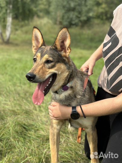 Луна. Невероятно ласковая щенуля из приюта