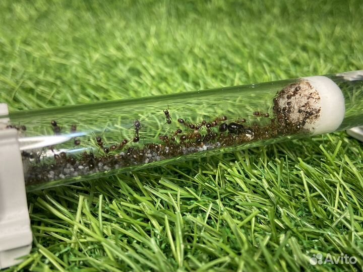 Муравьи messor structor/формикарий с муравьями