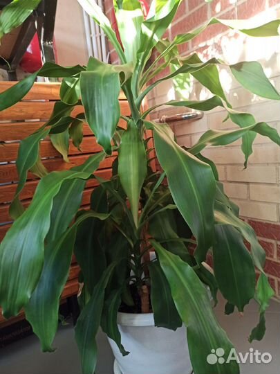 Замиокулькас, юкка, драцена и фикус