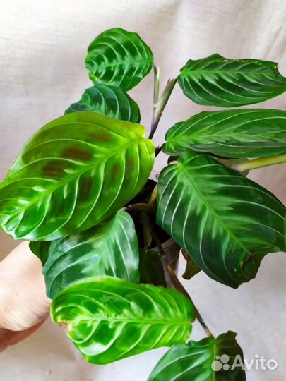 Маранты Массанжа, Лукенора, Лемон Лайм