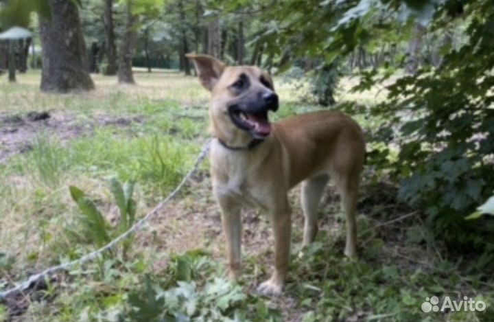 Потерялась собака