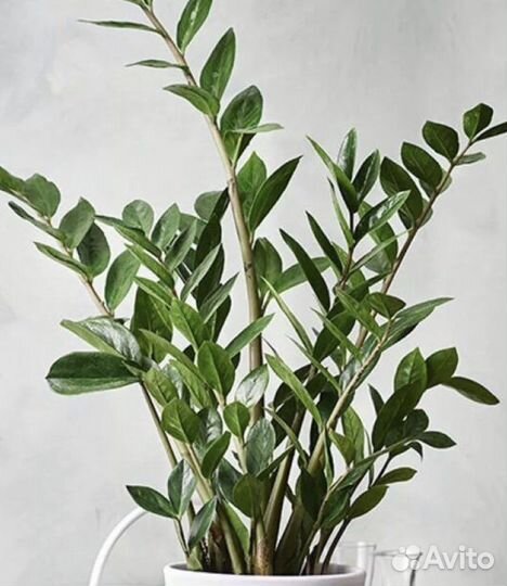 Замиокулькас