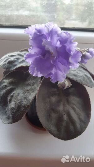 Фиалки и хавортия