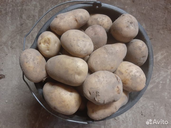 Продам картофель