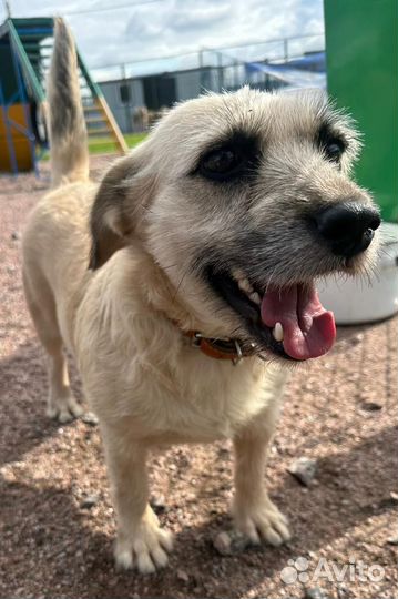 Небольшая собачка в добрые руки