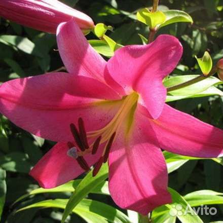 Луковицы лилий опт