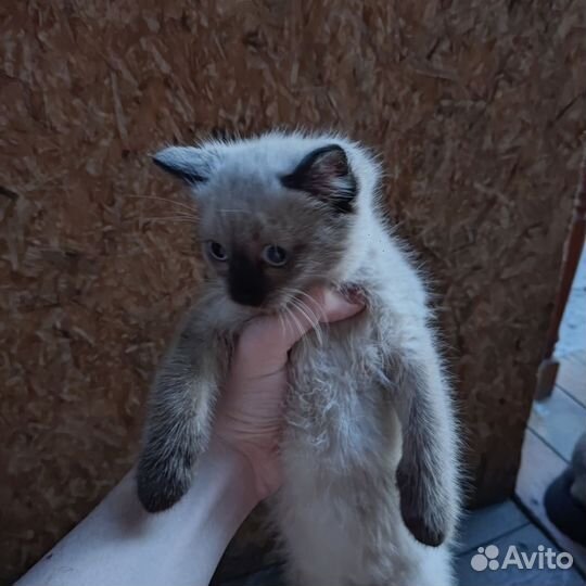 Котенок