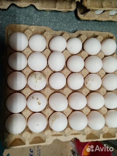 Яйцо куриное, загрязненка