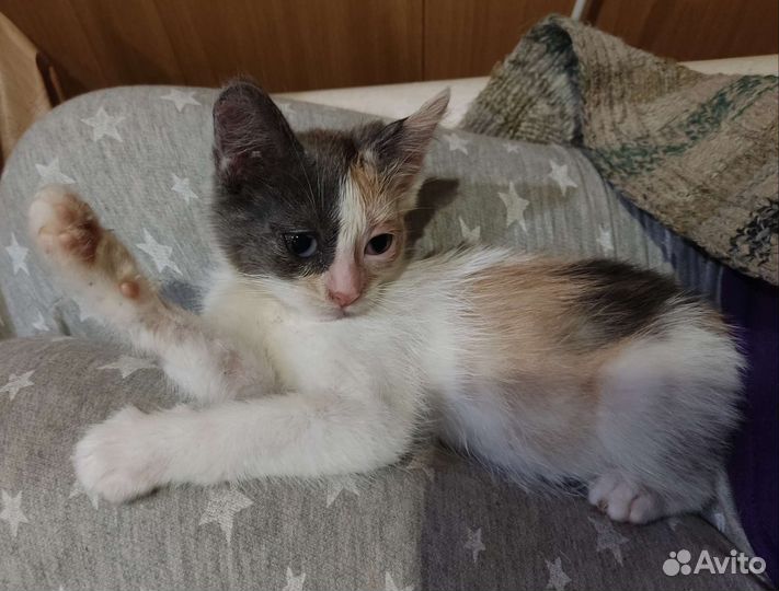 Хорошенькие котятки (мальчик и девочка)