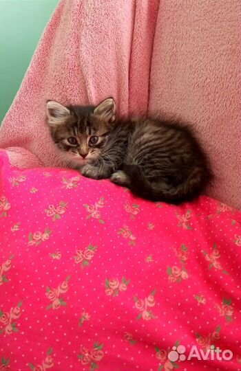 Котенок 1.5 месяца мальчик