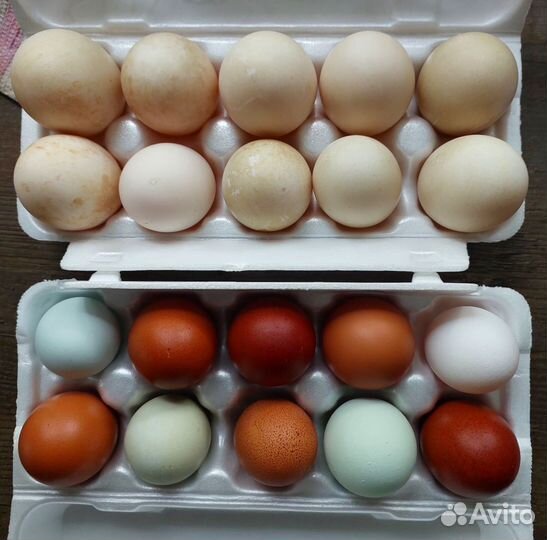 Яйца утиные, куриные