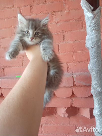 Мейн-кун котик