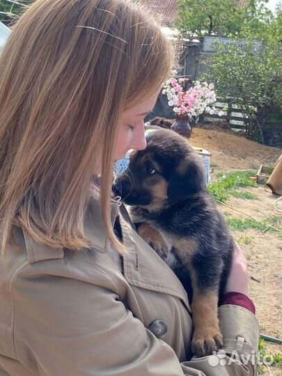 Прекрасные щеночки в хорошие руки