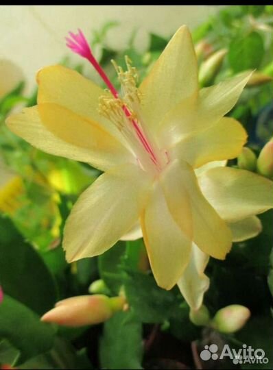 Жёлтый декабрист