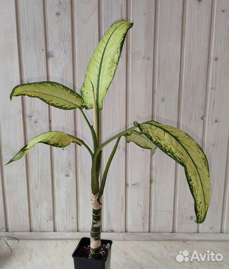 Диффенбахия