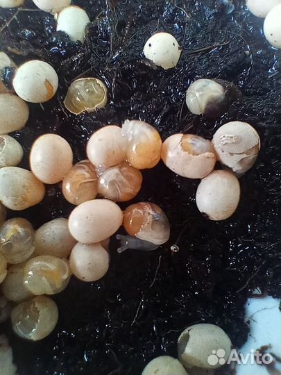 Улитка фулика