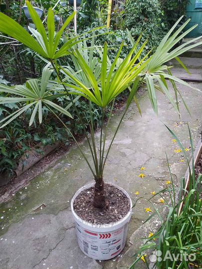 Пальма трахикарпус