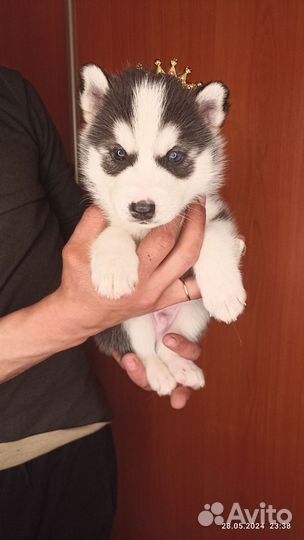 Очаровательные щеночки