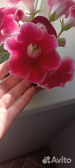 Комнатные цветы глоксиния