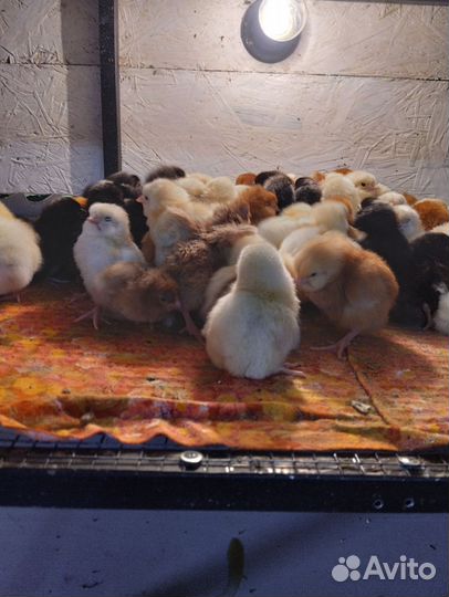 Цыплята подрощенные доминанты 18 мая 1 месяц