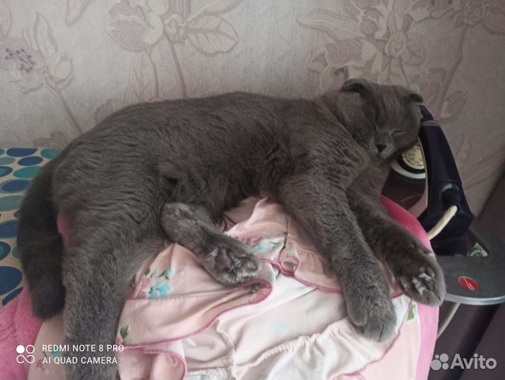 Британец в добрые руки