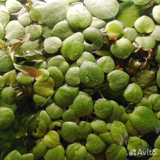 Аквариумное растение