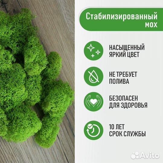 Стабилизированный мох