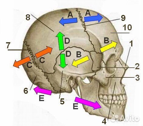 Правка черепа. Головные боли. Шумы в голове