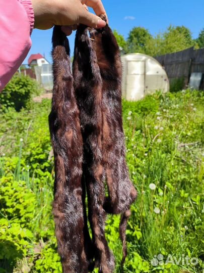 Шкуры норки