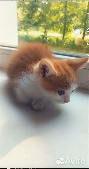 Кошки в добрые руки