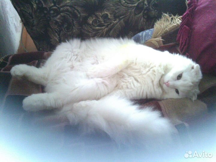 Кот в хорошие руки