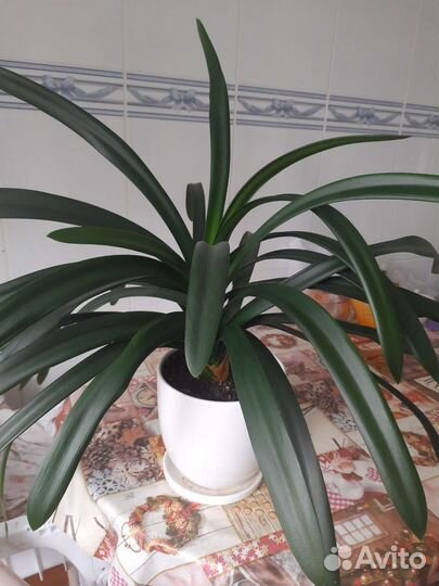 Кливия хоя гиностемма гибискус