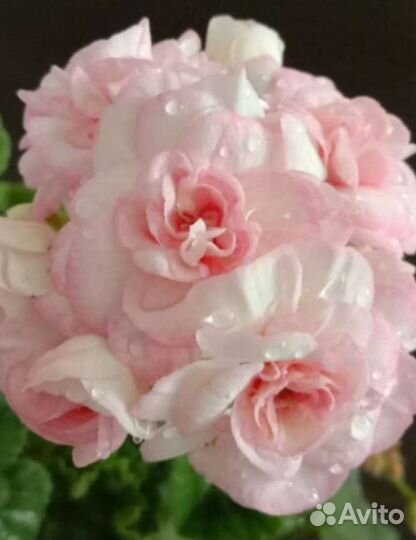 Пеларгонии коллекционные и сортовые