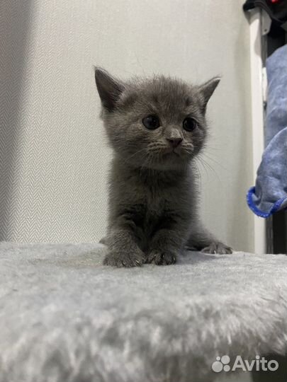 Милые котята