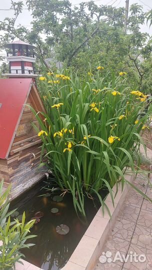 Водяной ирис жёлтый