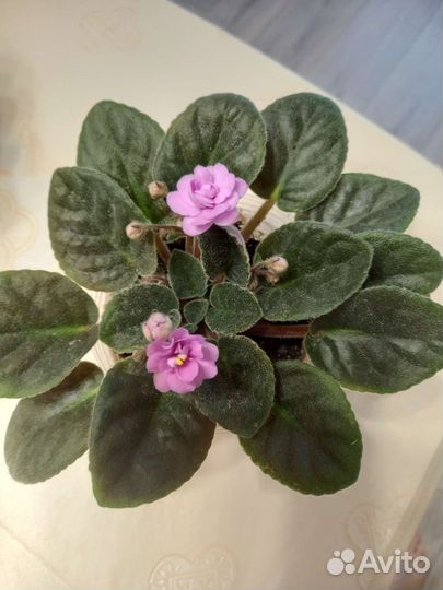 Сортовые фиалки