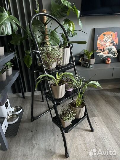 Комнатные растения