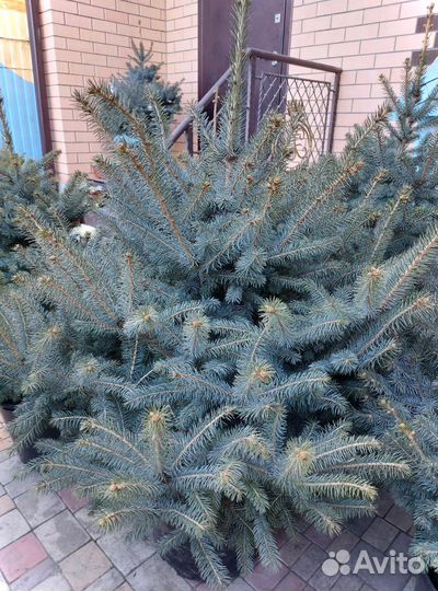 Ели от 0.8м