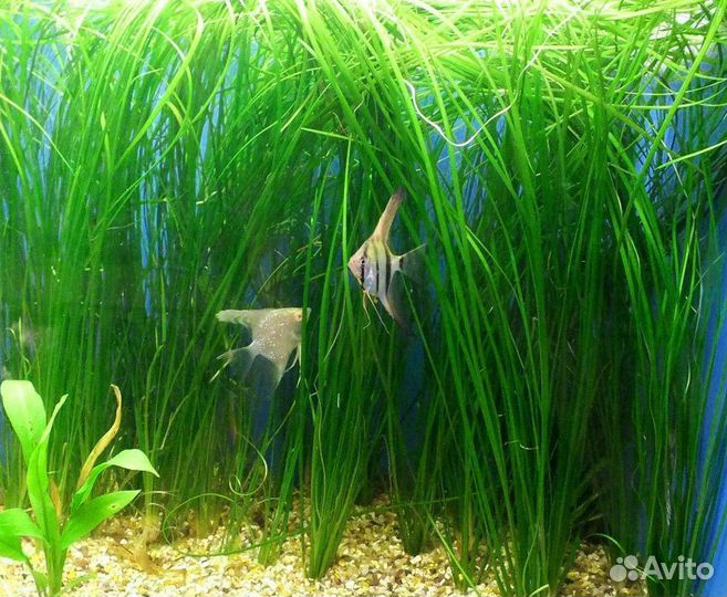 Валлиснерия, Валлиснерия спиральная