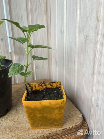 Гортензия саженцы