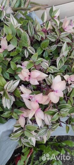 Сортовые традесканции