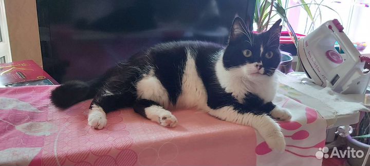 Передержка кошек на время отпуска