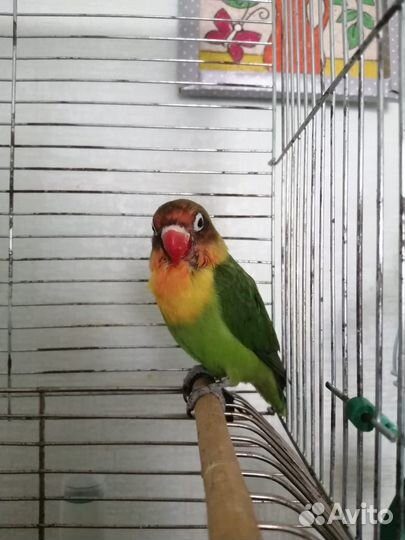 Попугай неразлучники