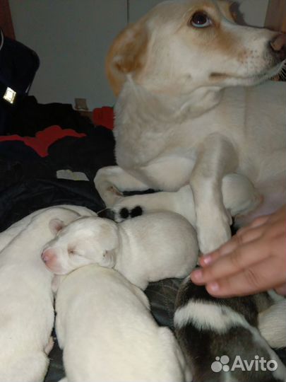 Собачата в добрые руки