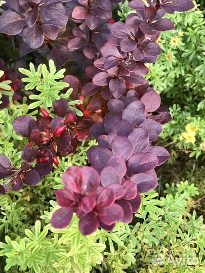 Саженцы барбариса