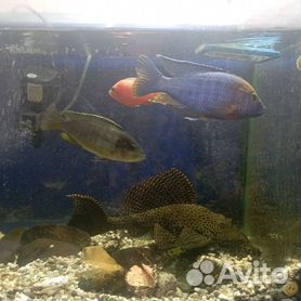 Аквариум с рыбами