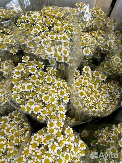 Букеты,цветы Матрикария