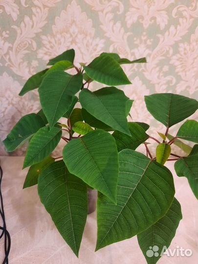 Рождественская звезда / пуансетия